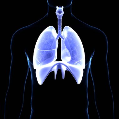 Diyafram anatomisi olan insan solunum sistemi akciğerleri. Üç Boyut