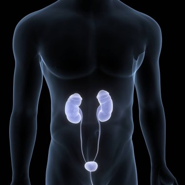 İnsan İdrar Sistemi Böbrekleri Anatomisi. Üç Boyut