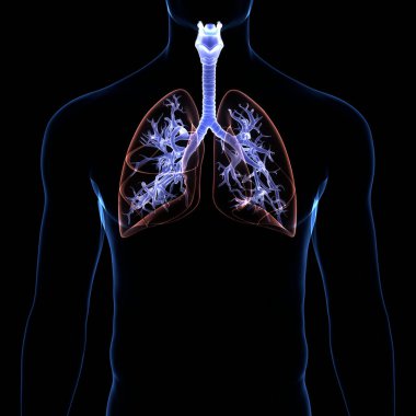 İnsan Solunum Sistemi Anatomisi 'nin 3 boyutlu kavramı