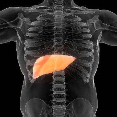 İnsan İç Sindirim Organı Anatomisi. Üç Boyut