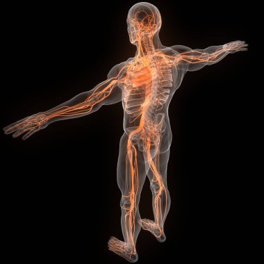 İnsan Dolaşım Sistemi Kalp Anatomisi. Üç Boyut