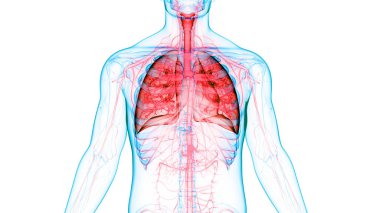 İnsan Solunum Sistemi Anatomisi 'nin 3 boyutlu kavramı