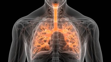 İnsan Solunum Sistemi Anatomisi 'nin 3 boyutlu kavramı