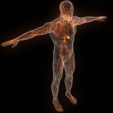 İnsan iç sistemi lenf düğümleri anatomisi. Üç Boyut