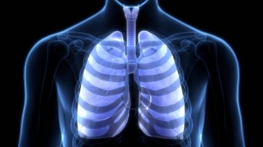 İnsan Solunum Sistemi Anatomisi 'nin 3 boyutlu kavramı