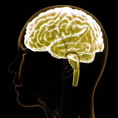 İnsan Sinir Sistemi Beyin Anatomisi Merkezi Organı. Üç Boyut