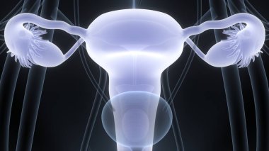 Sinir sistemi ve idrar kesesi anatomisi olan kadın üreme sistemi. Üç Boyut