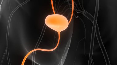 İnsan idrar torbası anatomisi. Üç Boyut