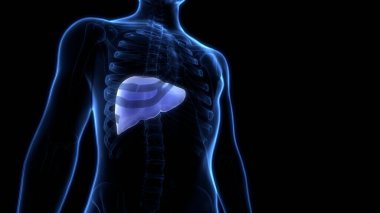 İnsan İç Sindirim Organı Anatomisi. Üç Boyut