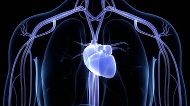 İnsan Dolaşım Sistemi Kalp Anatomisi. Üç Boyut