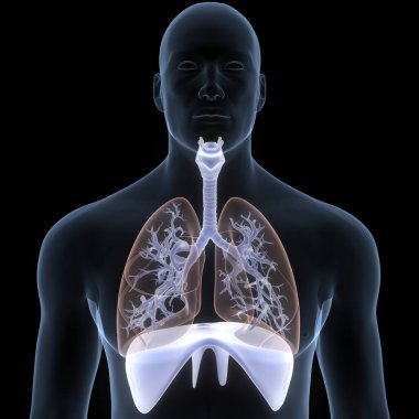 Diyafram anatomisi olan insan solunum sistemi akciğerleri. Üç Boyut