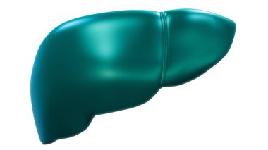 İnsan İç Sindirim Organı Anatomisi. Üç Boyut