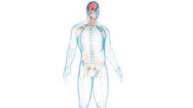İnsan Sinir Sistemi Beyin Anatomisi Merkezi Organı. Üç Boyut