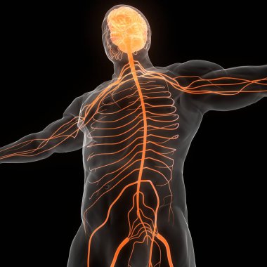 İnsan Sinir Sistemi Beyin Anatomisi Merkezi Organı. Üç Boyut