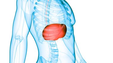 İnsan İç Sindirim Organı Anatomisi. Üç Boyut