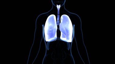 Diyafram anatomisi olan insan solunum sistemi akciğerleri. Üç Boyut