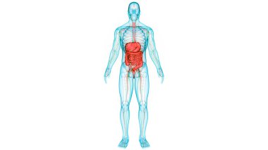 Human Digestive System Anatomy. 3D clipart