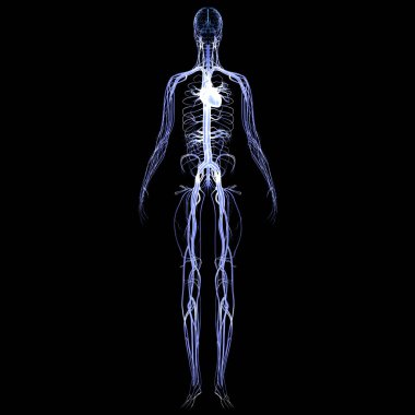 İnsan Dolaşım Sistemi Kalp Anatomisi. Üç Boyut