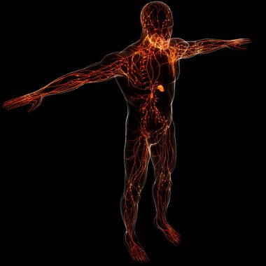 İnsan iç sistemi lenf düğümleri anatomisi. Üç Boyut