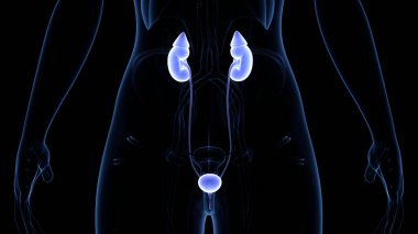 İnsan İdrar Sistemi Böbrekleri Anatomisi. Üç Boyut