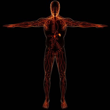 İnsan iç sistemi lenf düğümleri anatomisi. Üç Boyut