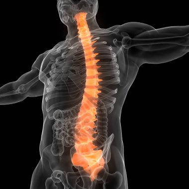 İnsan iskelet sistemi anatomisinin omurilik omurgası. Üç Boyut