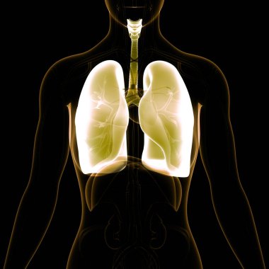 Diyafram anatomisi olan insan solunum sistemi akciğerleri. Üç Boyut