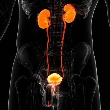 İdrar torbası anatomisi olan insan böbrekleri. Üç Boyut