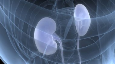 İnsan İdrar Sistemi Böbrekleri Anatomisi. Üç Boyut