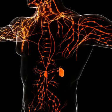 İnsan iç sistemi lenf düğümleri anatomisi. Üç Boyut