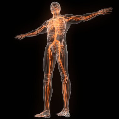 İnsan Dolaşım Sistemi Kalp Anatomisi. Üç Boyut