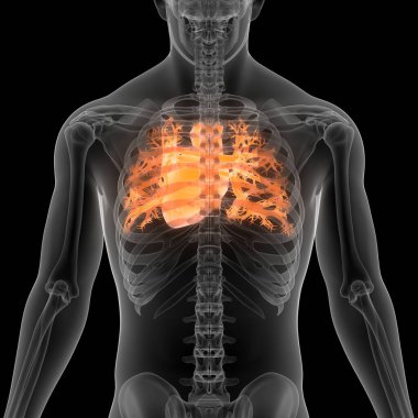 İnsan Dolaşım Sistemi Kalp Anatomisi. Üç Boyut