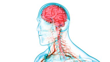İnsan Sinir Sistemi Beyin Anatomisi Merkezi Organı. Üç Boyut