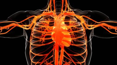 İnsan Dolaşım Sistemi Kalp Anatomisi. Üç Boyut
