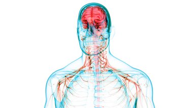 İnsan Sinir Sistemi Beyin Anatomisi Merkezi Organı. Üç Boyut