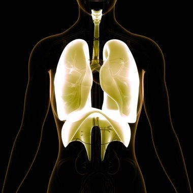 Diyafram anatomisi olan insan solunum sistemi akciğerleri. Üç Boyut