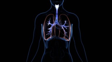 Diyafram anatomisi olan insan solunum sistemi akciğerleri. Üç Boyut