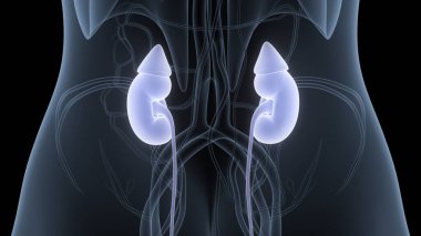 İnsan İdrar Sistemi Böbrekleri Anatomisi. Üç Boyut