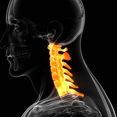 Omurilik Anatomisi (Servikal Omurga). 3D - Görüntü