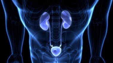 İnsan İdrar Sistemi Böbrekleri Anatomisi. Üç Boyut