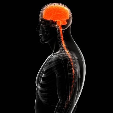 İnsan Sinir Sistemi Beyin Anatomisi Merkezi Organı. Üç Boyut
