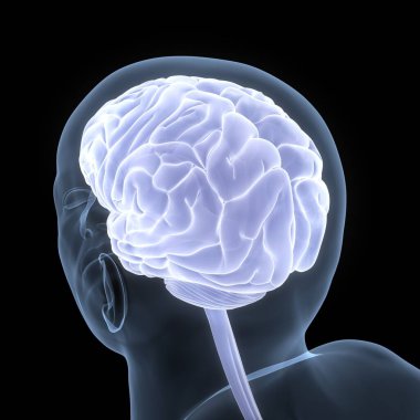 İnsan Sinir Sistemi Beyin Anatomisi Merkezi Organı. Üç Boyut