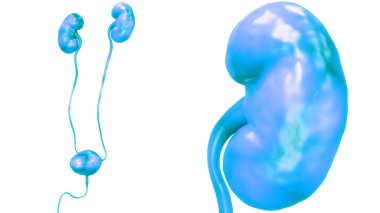 İnsan İdrar Sistemi Böbrekleri Anatomisi. Üç Boyut