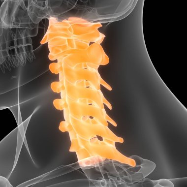 İnsan İskelet Sistemi Anatomisinin Omurları