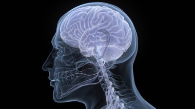 İnsan Sinir Sistemi Beyin Anatomisi Merkezi Organı. Üç Boyut