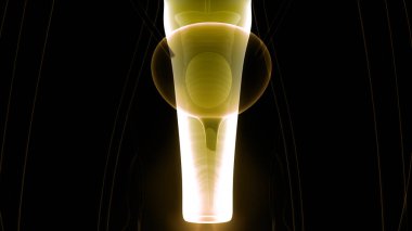 Sinir sistemi ve idrar kesesi anatomisi olan kadın üreme sistemi. Üç Boyut