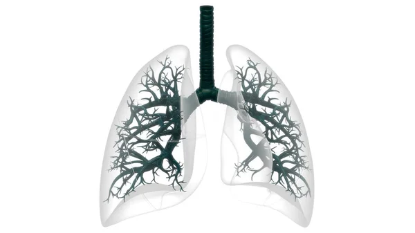 Concepto Anatomía Pulmonar Del Sistema Respiratorio Humano —  Fotos de Stock
