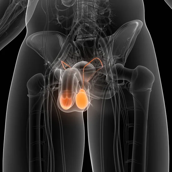 Anatomia Del Sistema Riproduttivo Maschile — Foto Stock