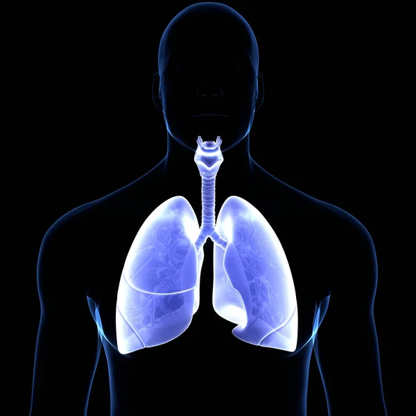 Концепція Людської Респіраторної Системи Lungs Anatomy — стокове фото