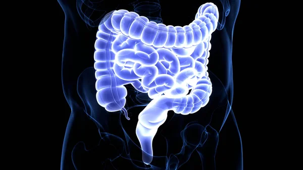 Sistema Digestivo Humano Anatomia Intestinal Grande Pequena — Fotografia de Stock